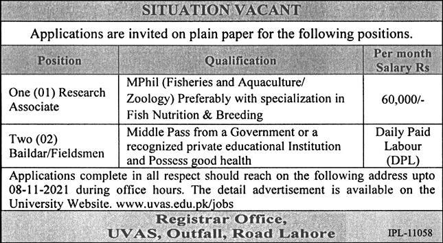 Latest govt jobs University of Veterinary and Animal